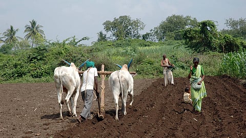 Agriculture’s contribution to rural income is in the 35-40 per cent range now; Photo: Sanjay Borade