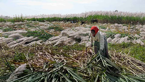 Rich harvest: the average yield of sugarcane has increased from 72 tonnes to 81 tonnes per hectare