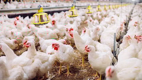 Proteon’s mission is to eliminate unnecessary antibiotic usage in the poultry industry