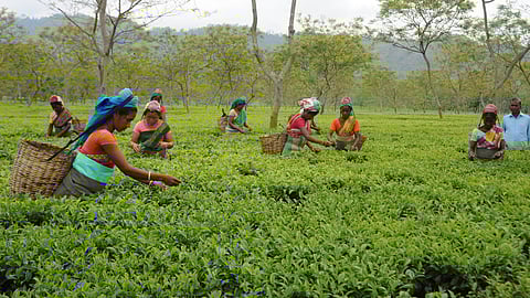 Indian tea industry: trying times; Photo: Sajal Bose