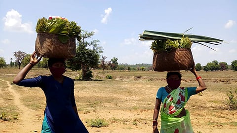 For tendu patta alone, Rs500 crore was disbursed as collection rate