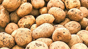 Potato politics hots up between TMC and BJP