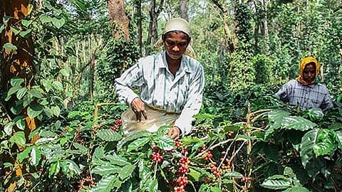 The company prioritises sustainable, shade-grown coffee farming practices