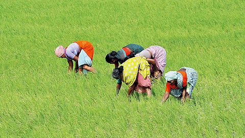 Field report: the record-breaking spike in rice production continued in 2025 also