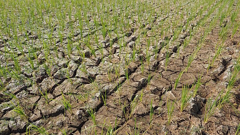About 30 per cent of the land area in India is under different degrees of drought