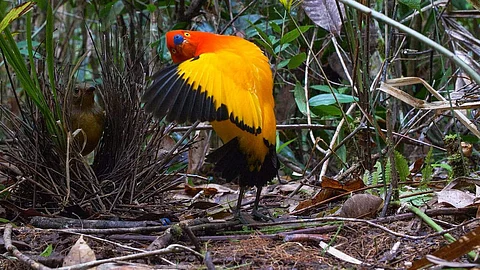 Home Theatre: Dancing with the Birds-Who's got the moves?