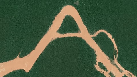 Can You Brand a Rainforest?