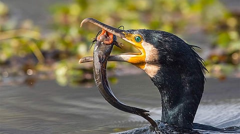 Know Before you Click Birds, the Beauties in Feathers