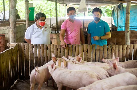 Pilmico distributes livelihood assistance including gilt packages, livestock feeding kits to families affected by typhoon ‘Odette’ in Cebu and Bohol. | Photograph courtesy of Pilmico