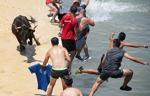 Participant jump in the water next to a bull during the traditional running of bulls "Bous a la mar" (Bull in the sea) at Denia's harbor near Alicante on 14 July 2022. (Photo by JOSE JORDAN / AFP)