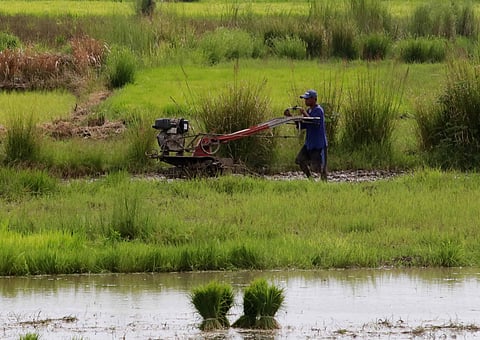 Photo by Analy Labor / Daily Tribune