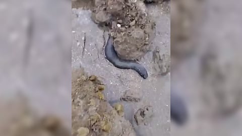 Dasol sees steady sea cucumber growth