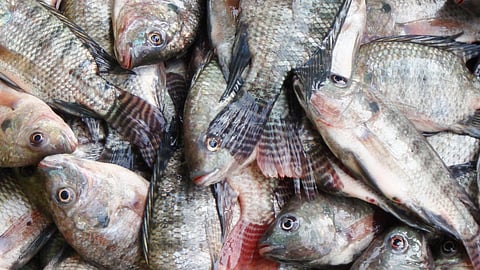 Tilapia fingerlings seeded into Angono shores