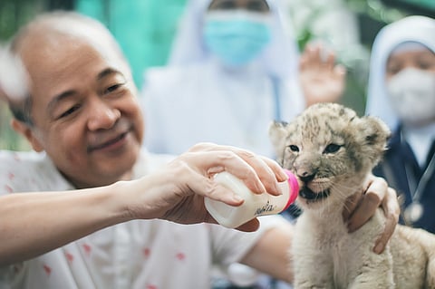 Baby lion introduced in Malabon Zoo