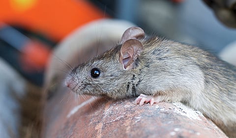 Leptospirosis cases 36% up this year