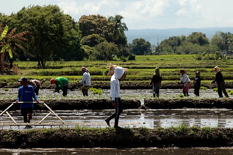 File Photo (by Analy Labor / Daily Tribune)