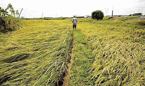 PHOTOGRAPH BY ANALY LABOR FOR THE DAILY TRIBUNE @tribunephl_ana