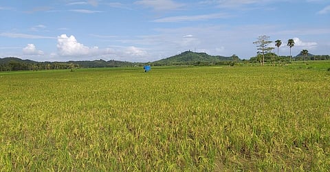 Schistosomiasis adds to poverty burden (3)