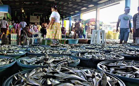 Bulk-buying of sardines mulled to keep prices down, sustain fishers
