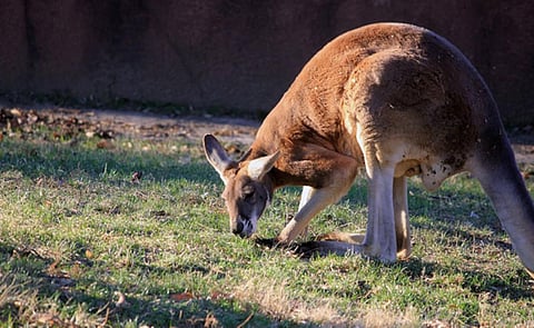 Roo behind Aussie’s death