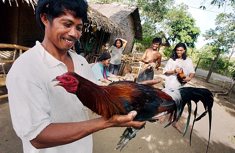 In this file photo, cockfighting enthusiast Armando Dagulan holds his fighting cock before a duel with neighbors in the village of Puerto Princesa, Palawan. Shut for two years during the Covid-19 pandemic, traditional cockfighting arenas are getting back to full capacity across the Philippines. (Photo by ROMEO GACAD / AFP)