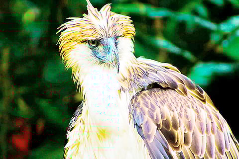 The majestic Philippine eagle.