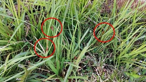 State troops clash with NegOr insurgents