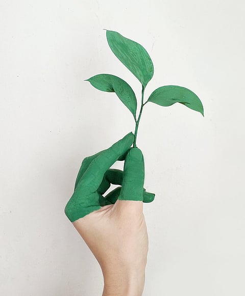 THE brand commits that all plant and renewable ingredients will be collected from sustainable sources.