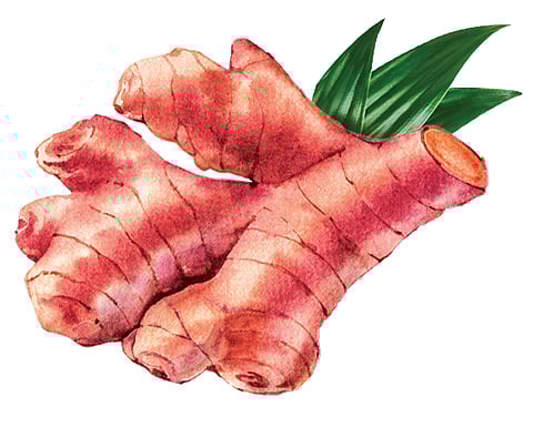 Red ginger’s gingerol and zingiberene content aids digestion, reduces nausea, and prevents epigastric discomfort.