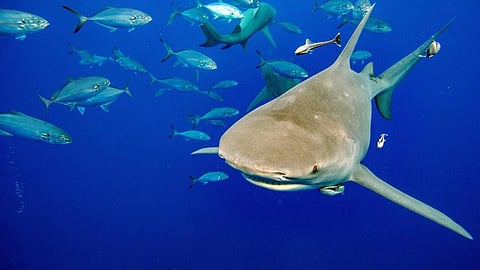 Delegates from more than 180 countries agreed to regulate the trade in 54 species of the requiem shark and hammerhead shark families. (Photo by JOSEPH PREZIOSO / AFP)