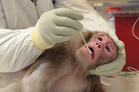 ANIMAL testing has always been a contentious matter for scientists and animal rights’ organizations. | SCOTT OLSON/Agence france-presse