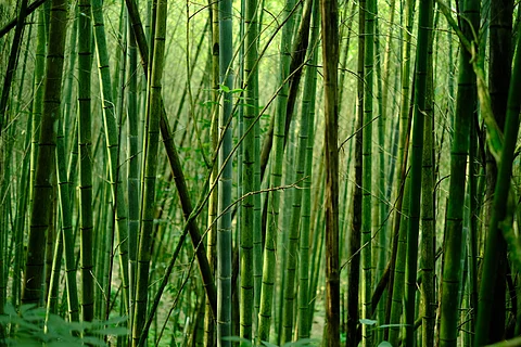 Leyte as Bamboo Corp., any taker? (2)