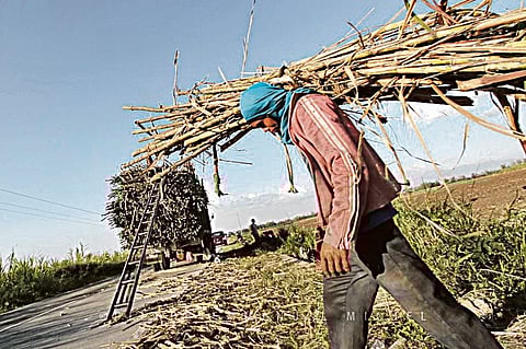 (FILE PHOTO) Sacadas have been around since the advent of hacienderos, where hectares of sugarcanes are being harvested for sugar production.