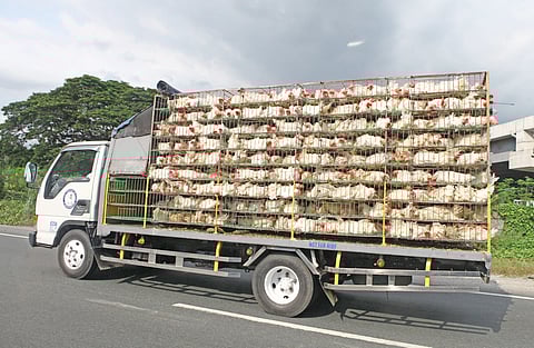 Phl blocks poultry imports from Brazil