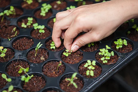 Organic agriculture key to food production