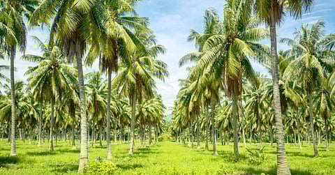 PBBM greenlights agrarian debt moratorium extension