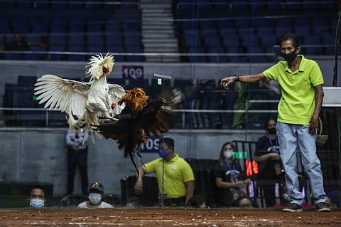 TRADITIONAL cockfighting is not covered by the e-sabong suspension under Executive Order 9. | JAM STA ROSA/AGENCE FRANCE-PRESSE