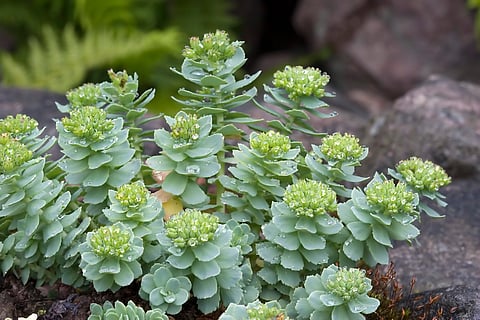 Photographs courtesy of wikimedia commons and nccih
Best known for its claim as an adaptogen, Rhodiola rosea promises a substance that helps the body adapt to stress.