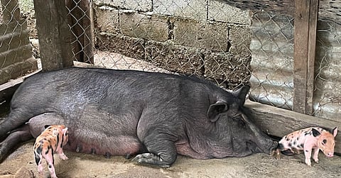 Hog farmers receive huge boost