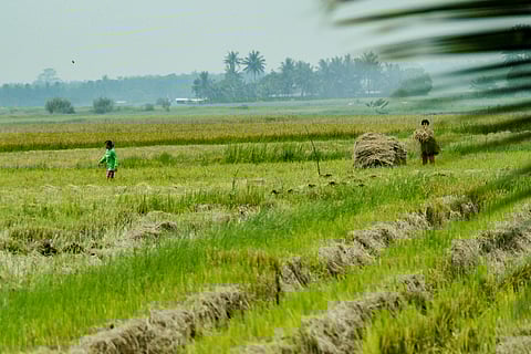 Tillers enjoy farmgate profit