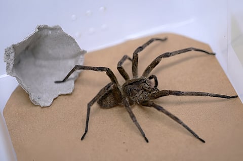Banana spider venom tapped to treat erection loss