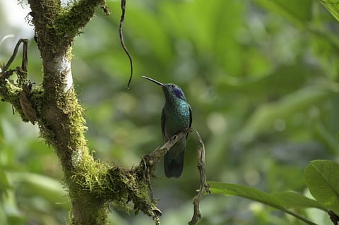 FILE PHOTO: A hummingbird is pictured at the private Armadillos Reserve near Nanegalito, in the Metropolitan District of Quito, Ecuador. (Photo by Rodrigo BUENDIA / AFP)