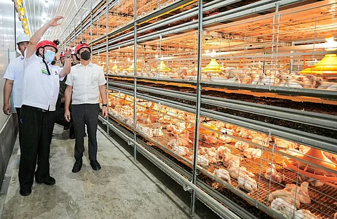 PBBM visits the climate-controlled poultry farm of San Miguel Foods in Hagonoy, Davao del Sur on Thursday, 12 October 2023. Photo courtesy of PCO.