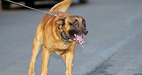 Rabies outbreak invades Boac town