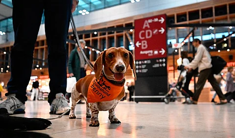 Comfort Dog Benny, a Dachshund, is pictured during its mission at the Berlin Brandenburg Airport BER in Schoenefeld, southeast of the German capital Berlin on 20 October 2023. (Photo by Tobias SCHWARZ / AFP)