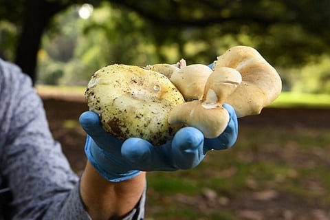 FILE PHOTO: A principal research scientist mycology at the Royal Botanic Gardens in Melbourne inspects death cap and ghost fungus mushrooms as the Victorian Government issued a health alert on 31 March 2021 for poisonous mushrooms after favorable weather conditions have seen an outbreak. (Photo by William WEST / AFP)