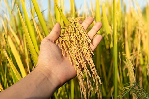 South Korea funds Nueva Ecija rice seed plant
