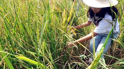 Rice production to hit 20MMT in 2023