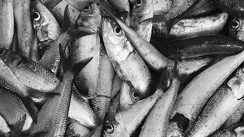 Sardine congress brings hope to fishers