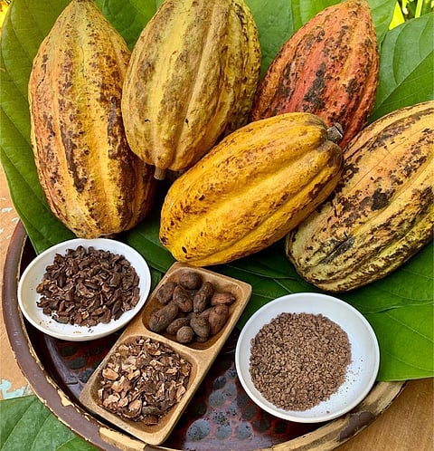 DA eyes Phl cacao industry revival